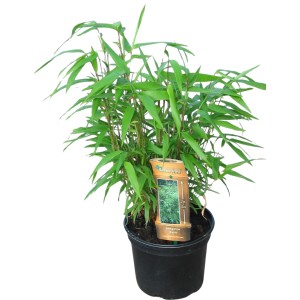 Schirmbambus Fargesia rufa im Topf mit grünen Blättern, ideal als Hecke oder Sichtschutz.