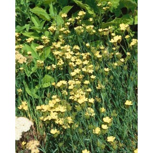 Knappe Nelke (Dianthus Knappii) im 9x9 cm Topf mit leuchtend gelben Blüten.