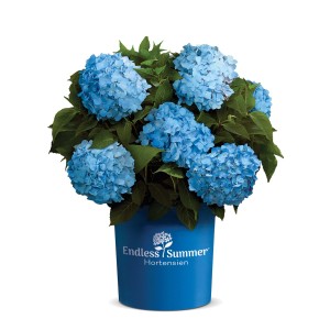 Blaue Bauernhortensie Endless Summer® im Topf (5 l). Die Hortensie blüht üppig mit blauen Blütenbällen.