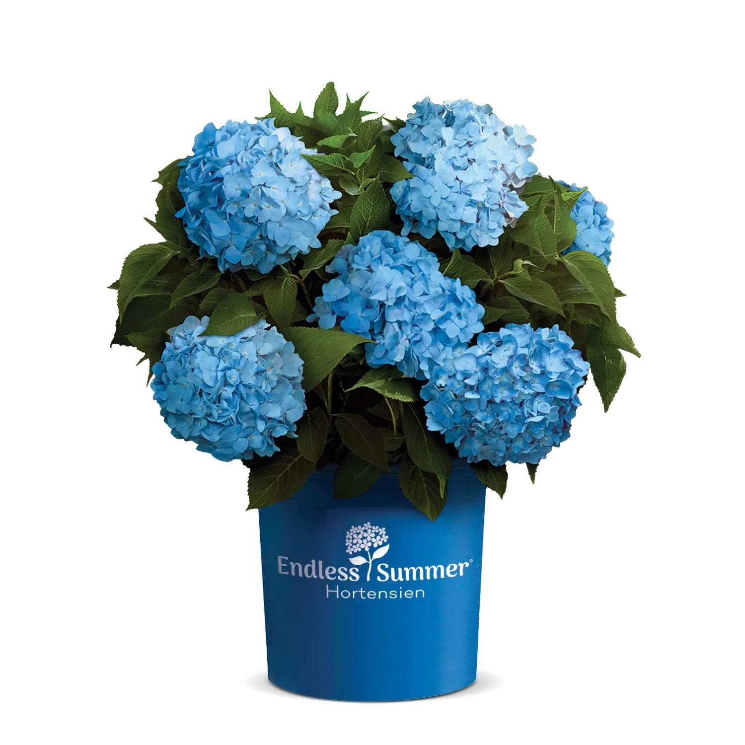 Bauernhortensie "Endless Summer®" Blau Höhe ca. 30-40 cm Topf ca. 5 l Hydrangea