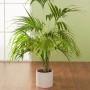 Scheurich Übertopf 828 Sesame, Ø 28 cm, mit Grünpflanze im Innenraum.