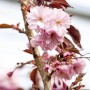 Nahaufnahme der dunkelrosa Blüten der Zierkirsche Royal Burgundy.