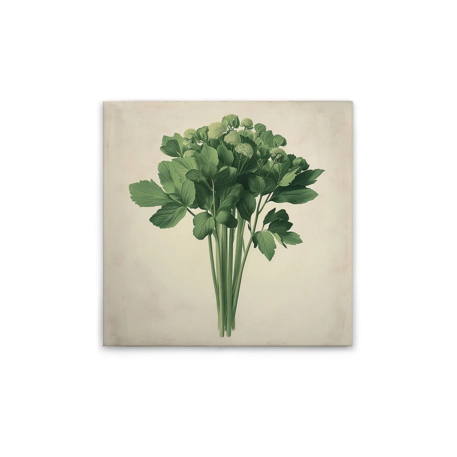 Tadessi Leinwandbild - M1-No.51862 - Sellerie - 30 x 30 cm - Quadratisch