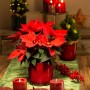 Scheurich Übertopf Mystic Red (Ø 12,9 cm) mit Weihnachtsstern auf festlicher Tafel.