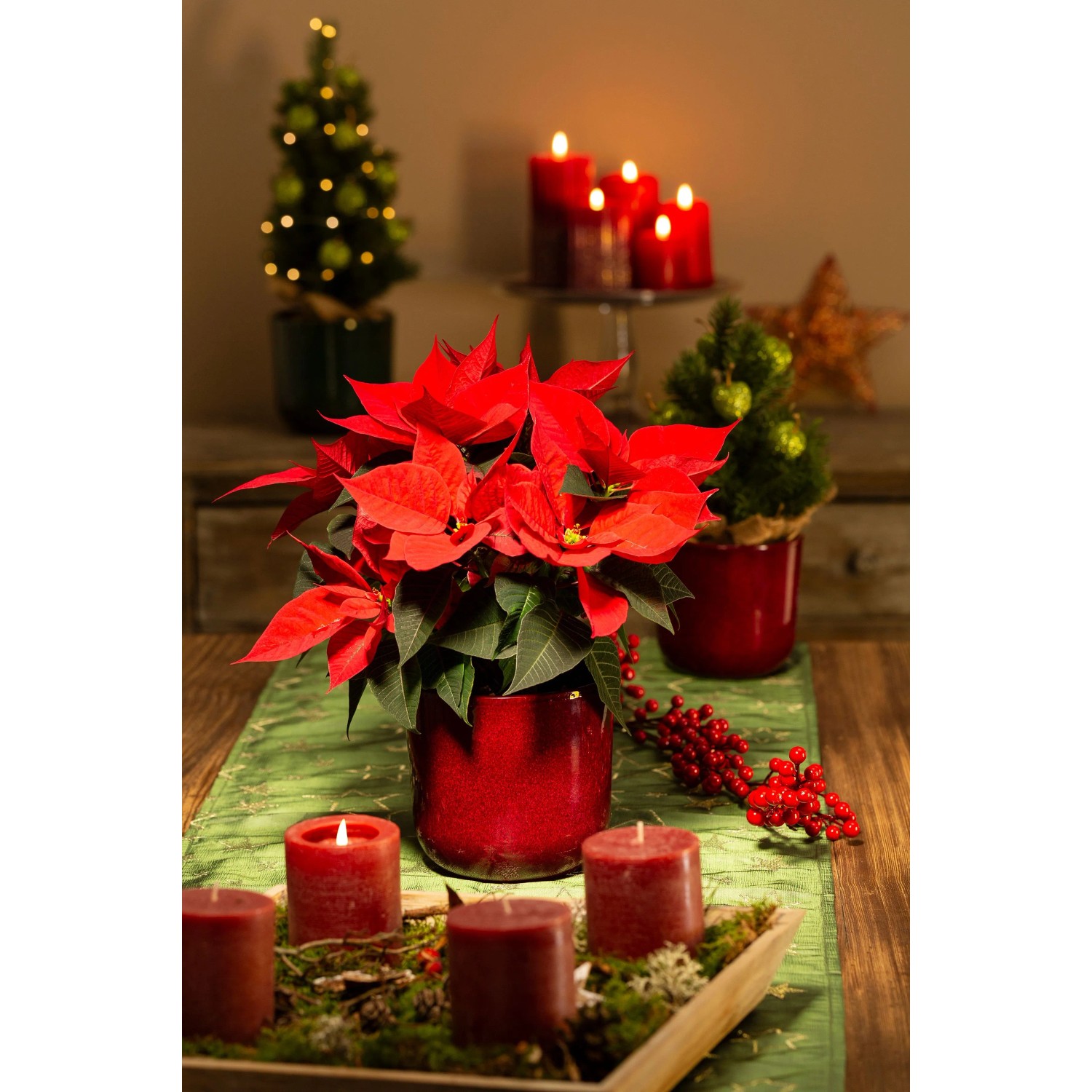 Scheurich Übertopf Mystic Red (Ø 12,9 cm) mit Weihnachtsstern auf festlicher Tafel.