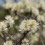 Nahaufnahme des Fothergilla Major Federbuschstrauchs mit weißen Blüten.
