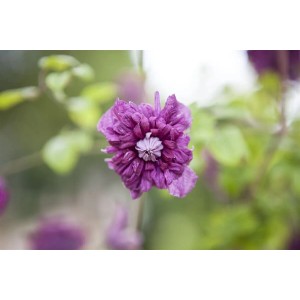Nahaufnahme einer violetten Clematis Viticella 'Purpurea Plena Elegans' Blüte.