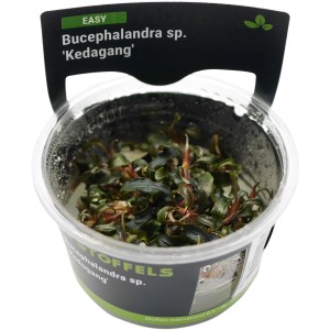 Stoffels Aquariumpflanze Bucephalandra sp. Kedagang im Topf, braun-grüne Blätter.