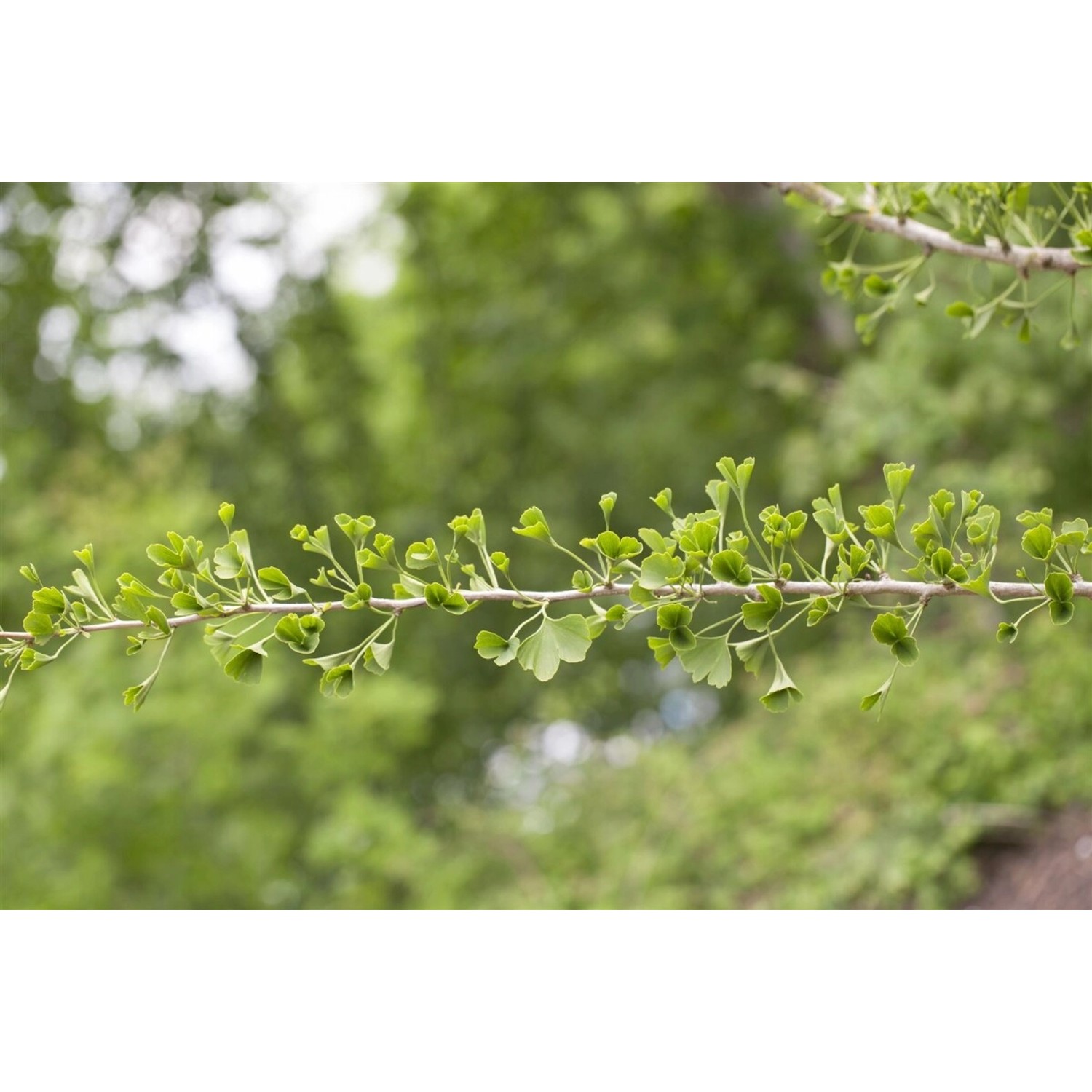 Ginkgo Biloba Tubifolia Fächerblattbaum 125–150 cm günstig online kaufen