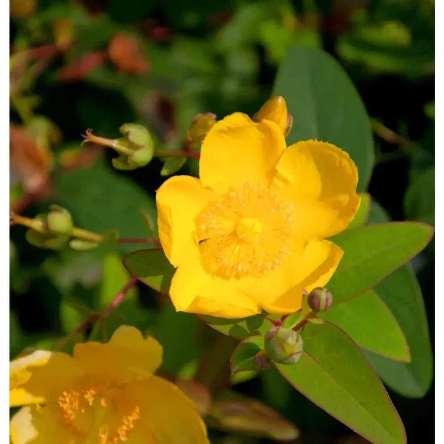 Nahaufnahme einer gelben Blüte des großblumigen Johanniskrauts (Hypericum Hidcote).