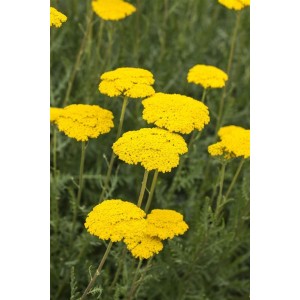 Goldgarbe 'Parker': Leuchtend gelbe Blüten der Achillea Filipendulina im 9x9 cm Topf.