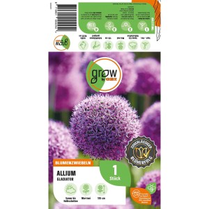 Zierlauch Gladiator Purpur, 125 cm hoch, kugelförmige Blüte. Blumenzwiebel von GROW by OBI.