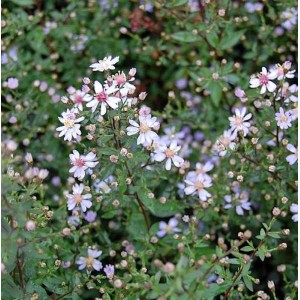 Schleieraster Ideal (Aster cordifolius) mit zarten, weißen Blüten und rosa Mitte im Detail.