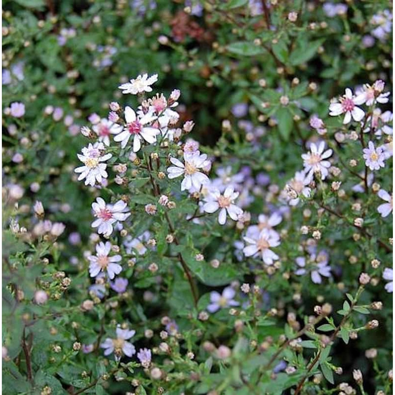 Schleieraster Ideal - Aster cordifolius günstig online kaufen