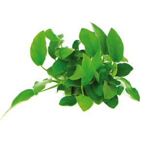 Dennerle Aquariumpflanze Anubias barteri var. Nana mit grünen Blättern.