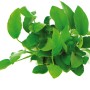 Dennerle Aquariumpflanze Anubias barteri var. Nana mit grünen Blättern.