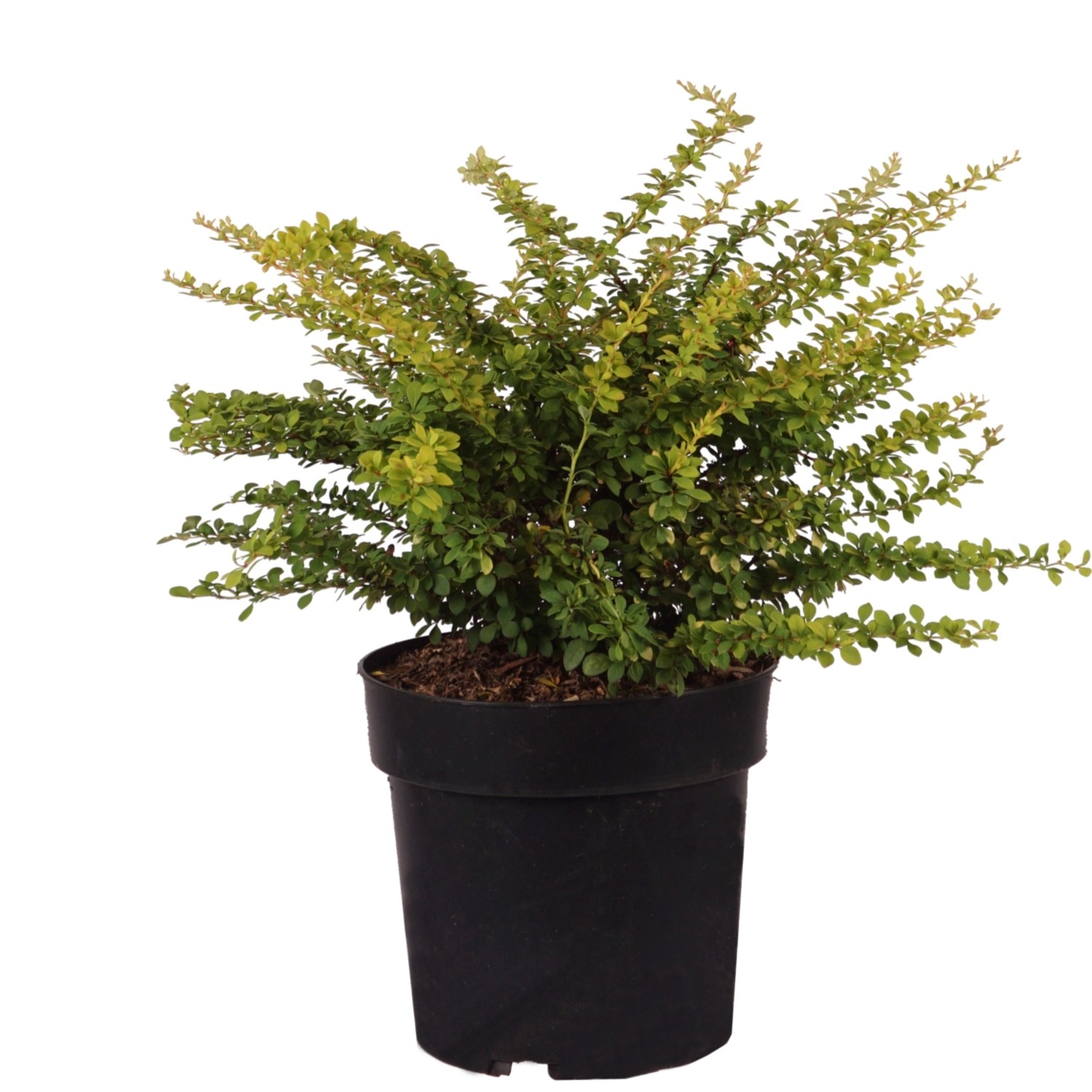 Berberitze Sunsation Höhe ca. 30-40 cm Topf ca. 4,5 l Berberis ...