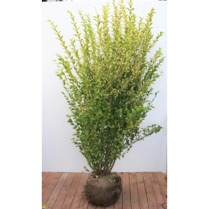 Goldliguster 'Aureum' (175-200 cm) als Heckenpflanze mit gelb-grünen Blättern.