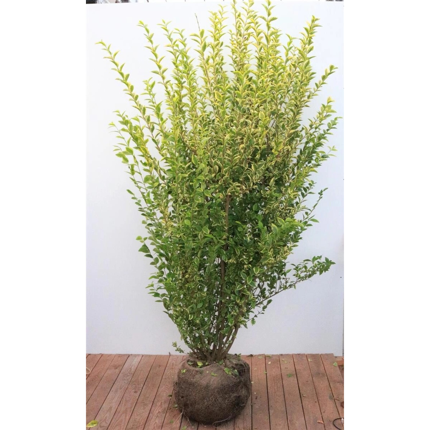 Ligustrum ovalifolium 'Aureum' 175-200 cm günstig online kaufen