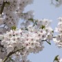 Nahaufnahme der weiß-rosa Blüten der Yoshino-Kirsche (Prunus Yedoensis).