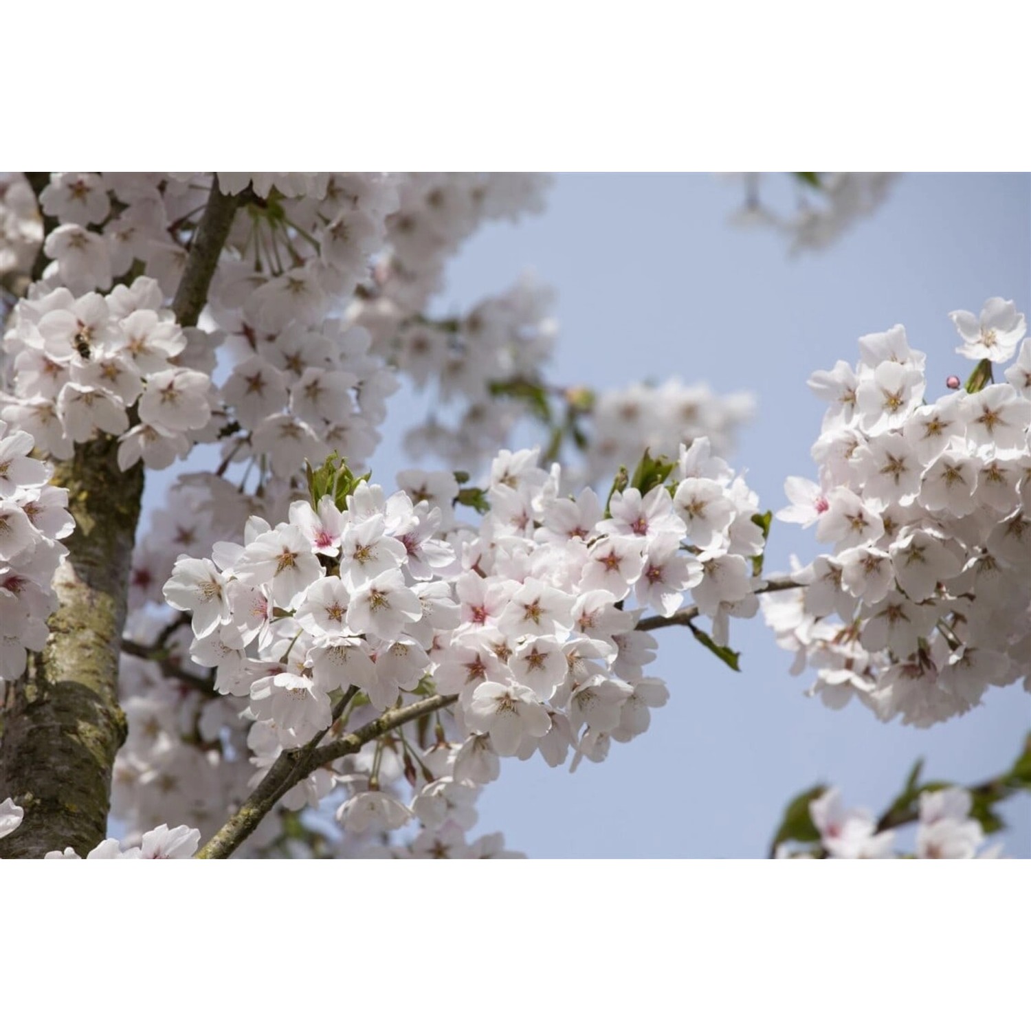 Prunus Yedoensis Yoshino-Kirsche Weiß-Rosa Blüten 150–200 cm günstig online kaufen