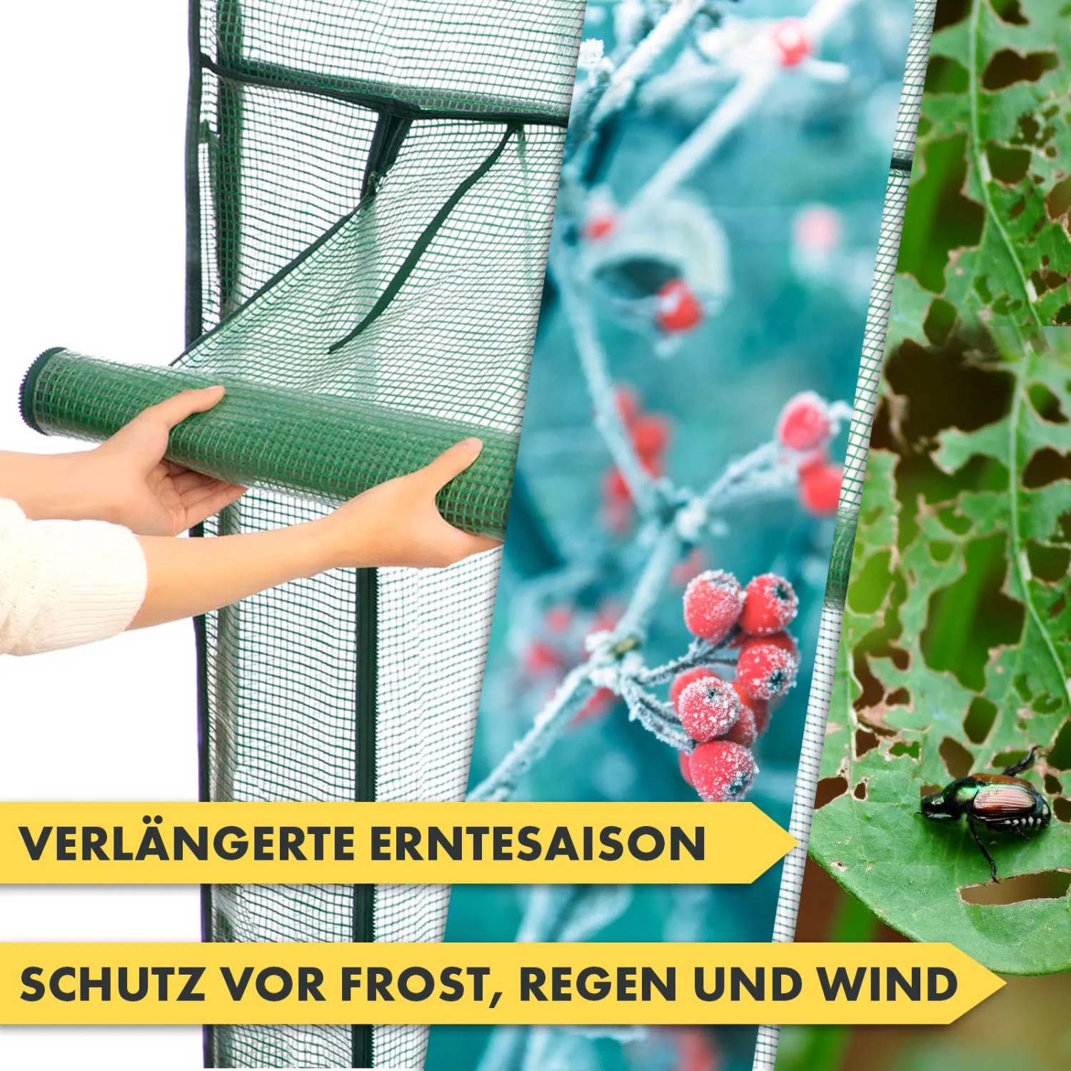 KARAT Foliengewächshaus: Detailansicht mit aufgerollter Tür, Frostschutz und Schädlingsbefall.