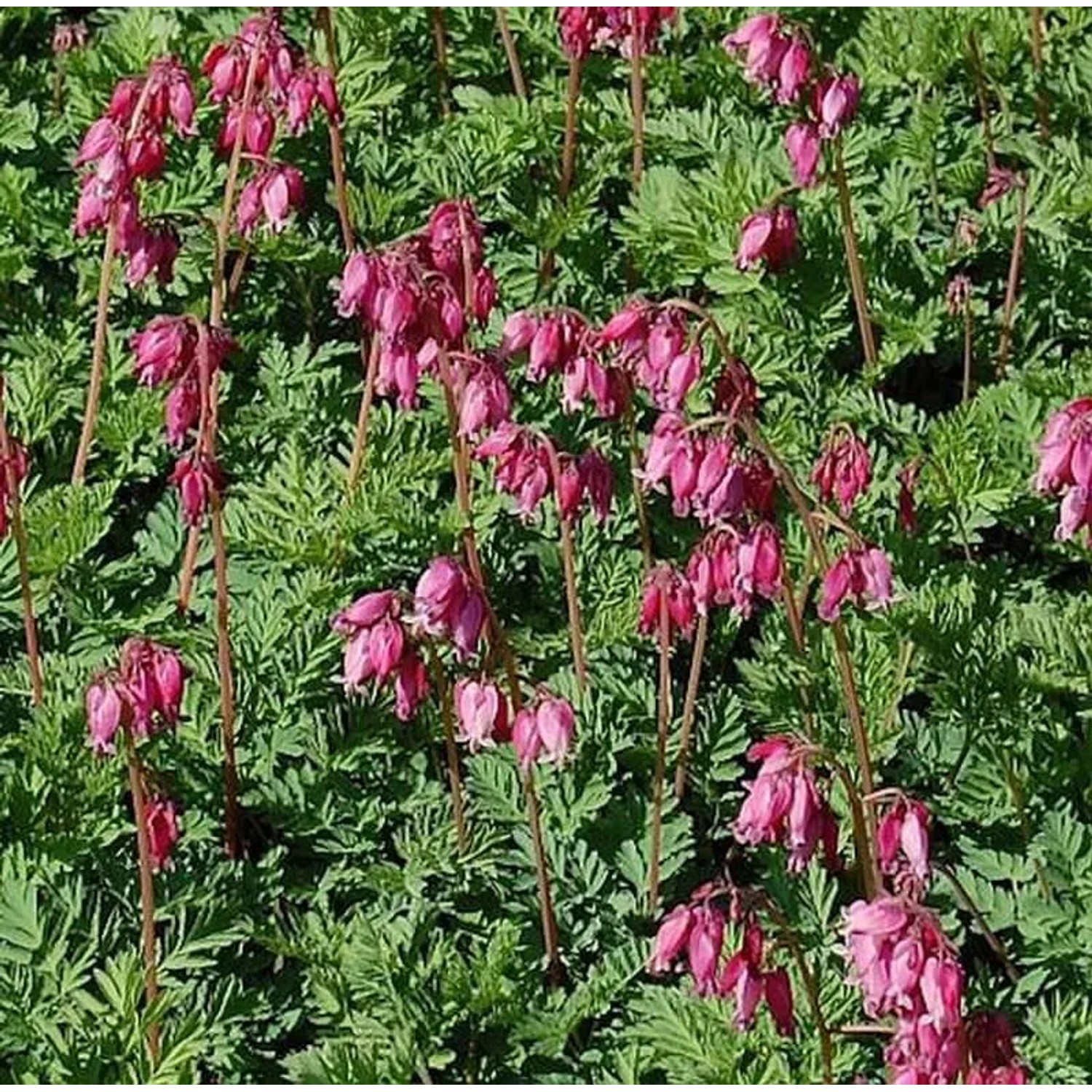 Zwergherzblume Luxuriant - Dicentra formosa