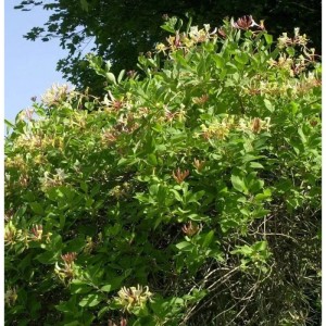 Blühendes Waldgeisblatt Graham Thomas (Lonicera periclymenum) mit grünen Blättern.