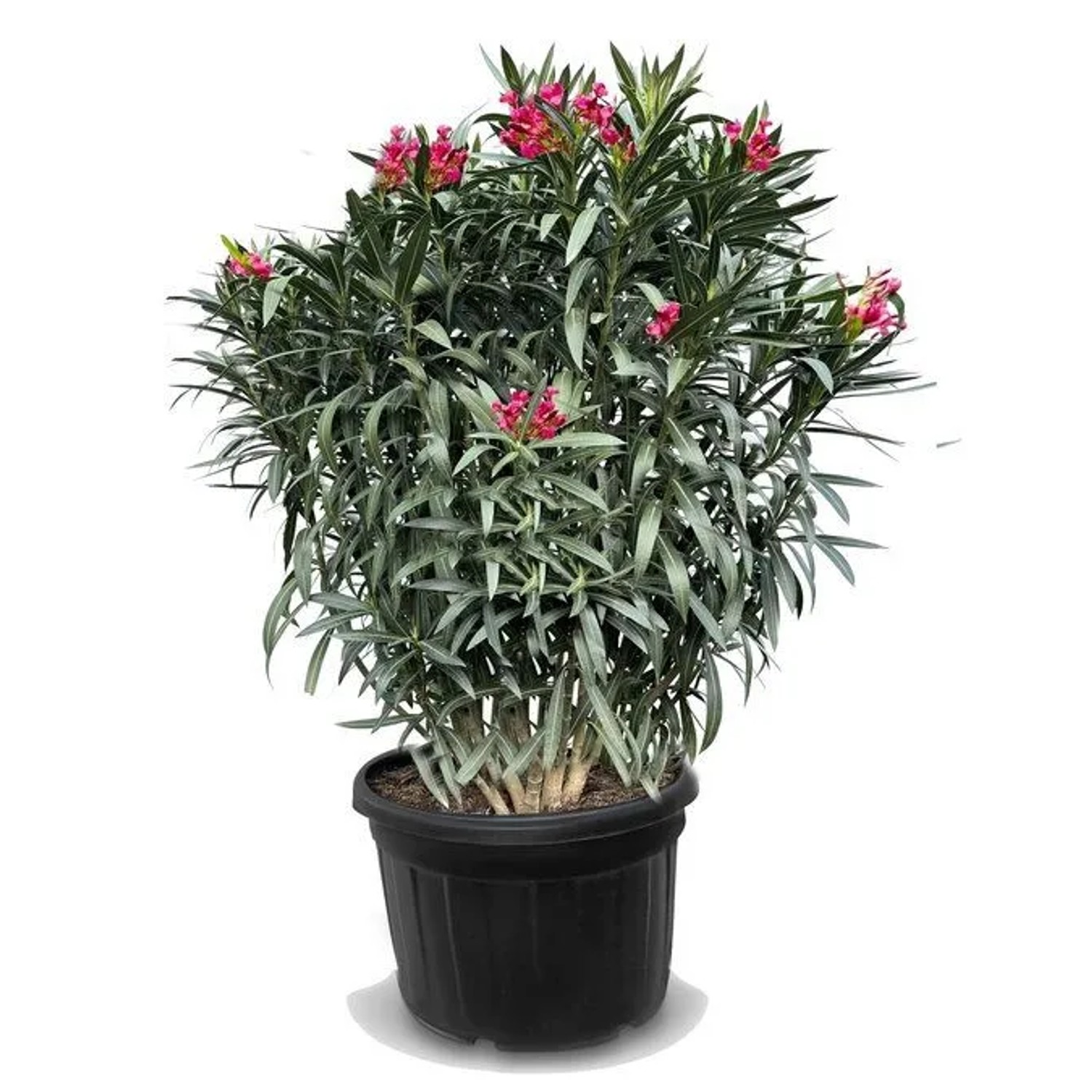 Sunny-Tree Oleander Farbe Rot 220/240 Cm Nerium Oleander Pflanze Für Draußen Immergrün Im Winter Mediterrane Pflanze