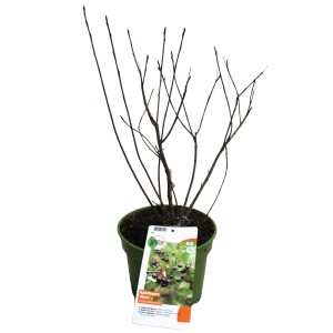 Apfelbeere Schwarz im 3L Topf, ca. 30-40 cm hoch. Aronia melanocarpa ohne Blätter.