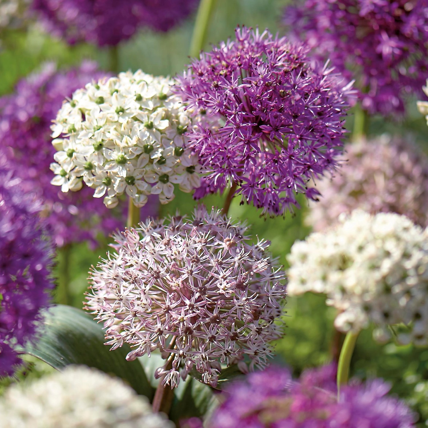 Zierlauch-Mischung, Allium, in Weiß, Lila und Violett im Gartenbeet.