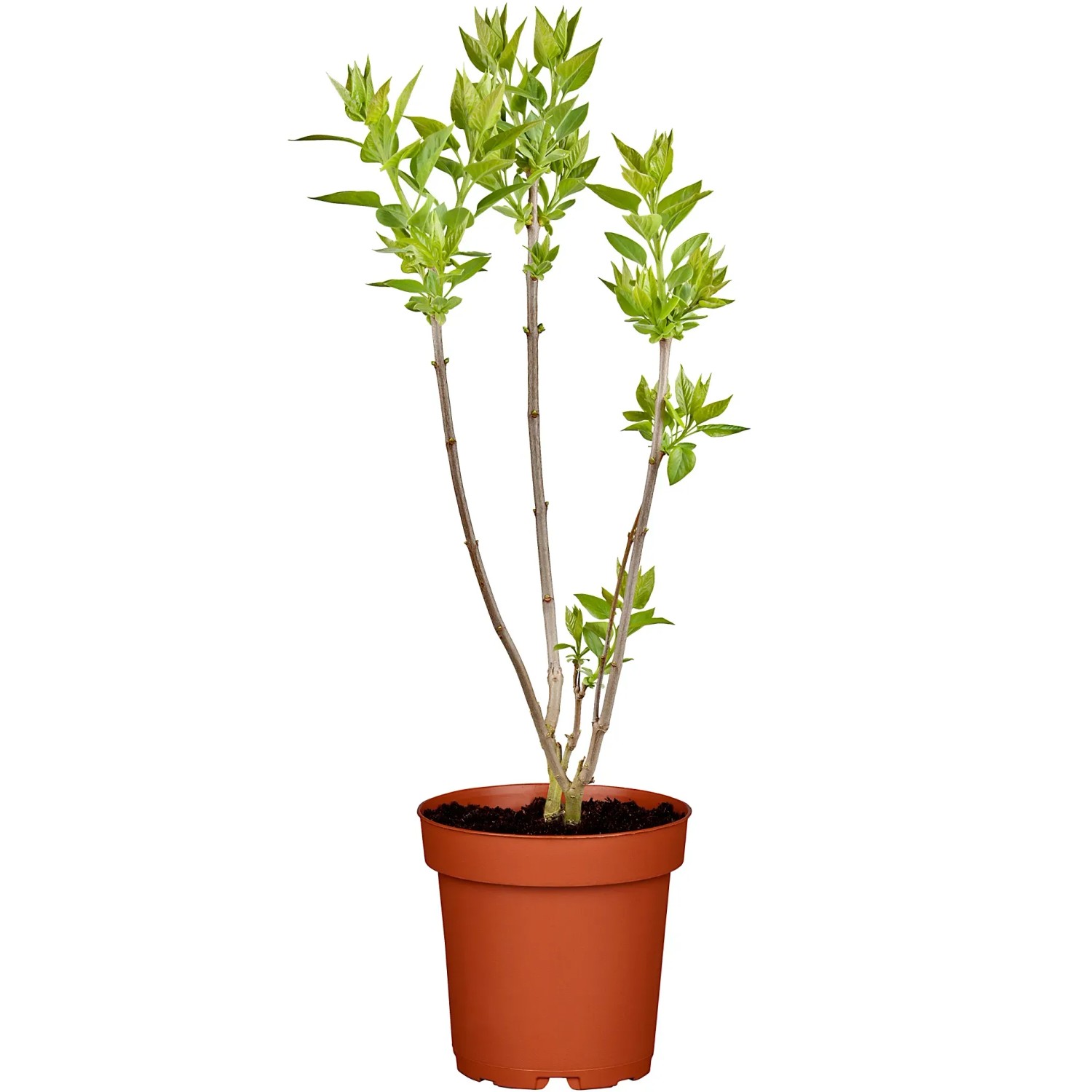 Syringa vulgaris Lila 60-80 cm 7,5 l kaufen bei OBI