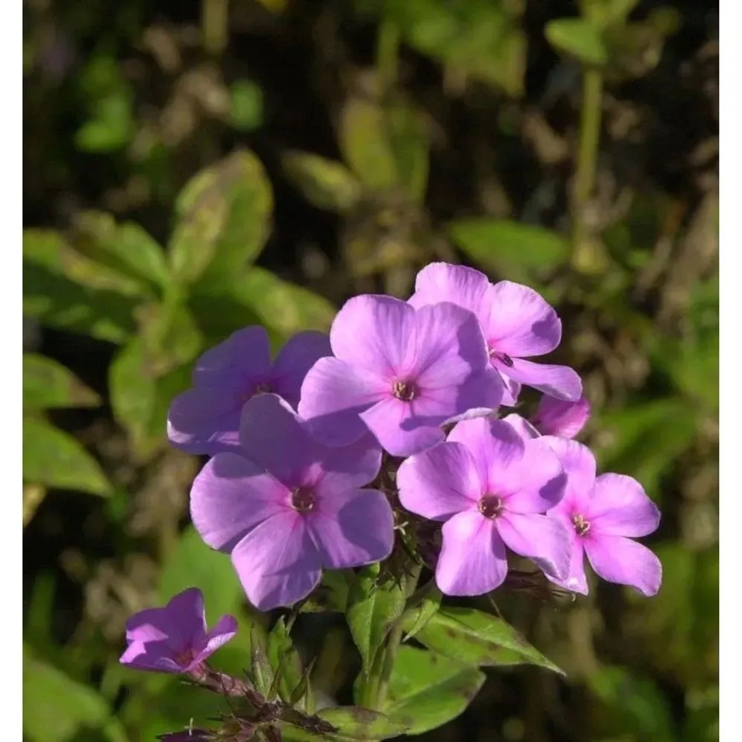 Frühsommer Phlox Anja - Phlox arendsii