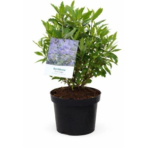 Bartblume 'Dark Knight' im Topf, ca. 40 cm hoch. Blaue Blüten, grüne Blätter. Ideal für Beet, Balkon und Terrasse.