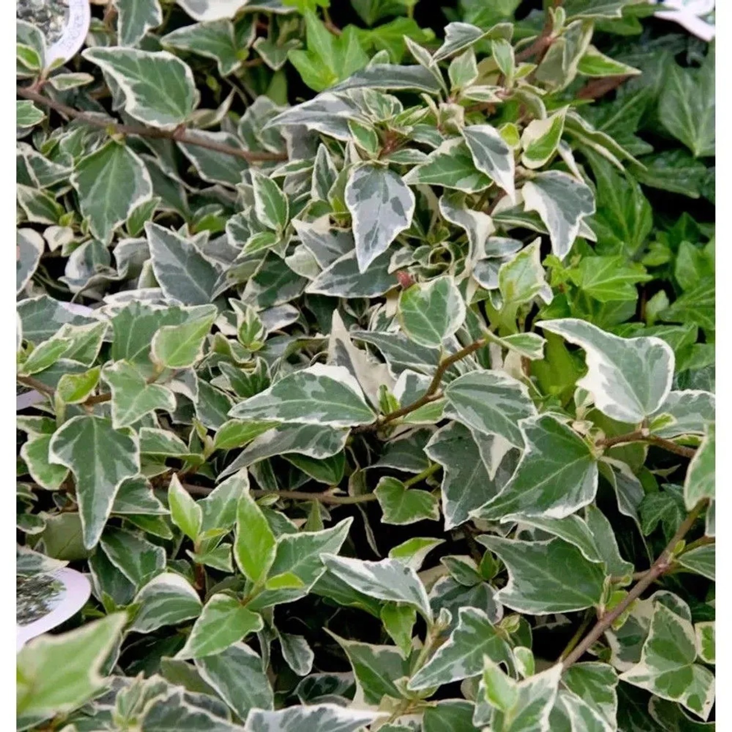 10x Efeu Goldchild 10-15cm - Hedera helix
