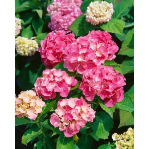 Rosa Bauernhortensie Sibilla (Hydrangea macrophylla) mit üppigen Blütenbällen.