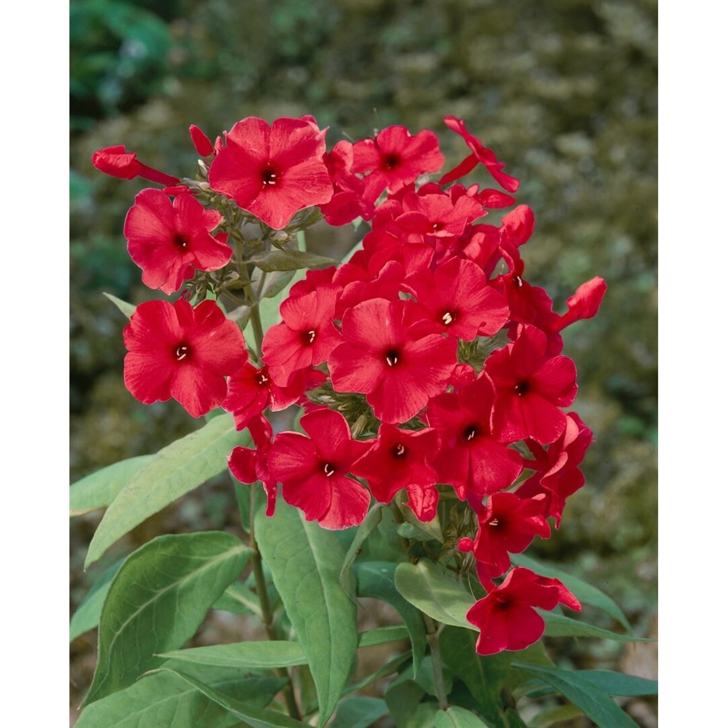 Phlox Paniculata Adessa Red R Flammenblume 2 Liter Container günstig online kaufen