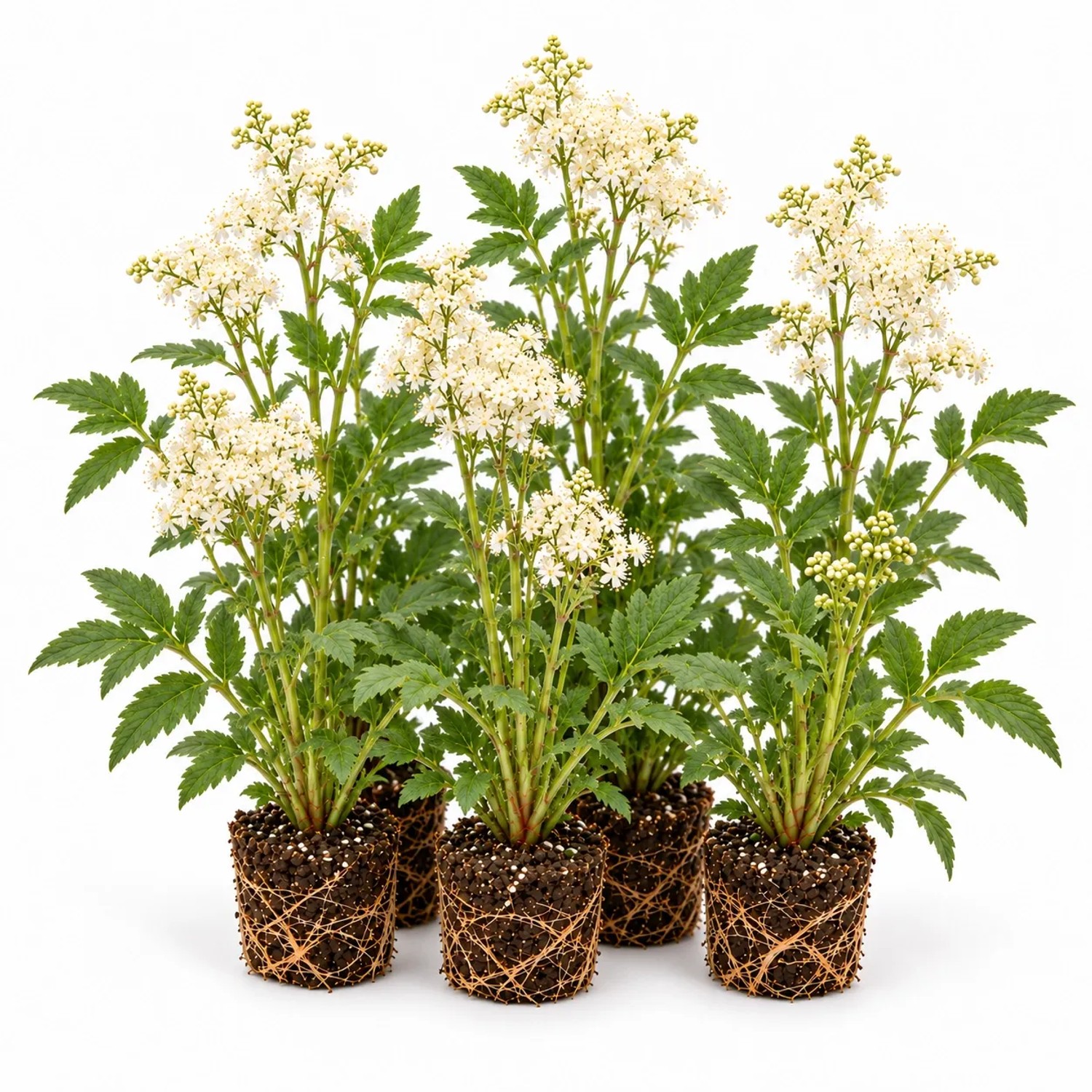 Vdvelde Mädesüß   Filipendula Ulmaria   12 Pflanzen
