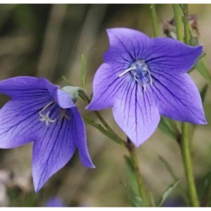 Nahaufnahme der blauen Blüten der Ballonblume (Platycodon grandiflorus) im Garten.