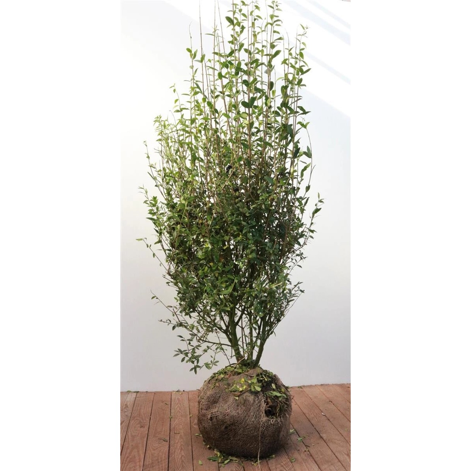Ligustrum vulgare 'Atrovirens' 125-150 cm günstig online kaufen