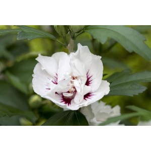 Nahaufnahme einer weißen Hibiscus Syriacus 'Speciosus' Blüte mit dunklem Zentrum.