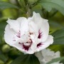 Nahaufnahme einer weißen Hibiscus Syriacus 'Speciosus' Blüte mit dunklem Zentrum.