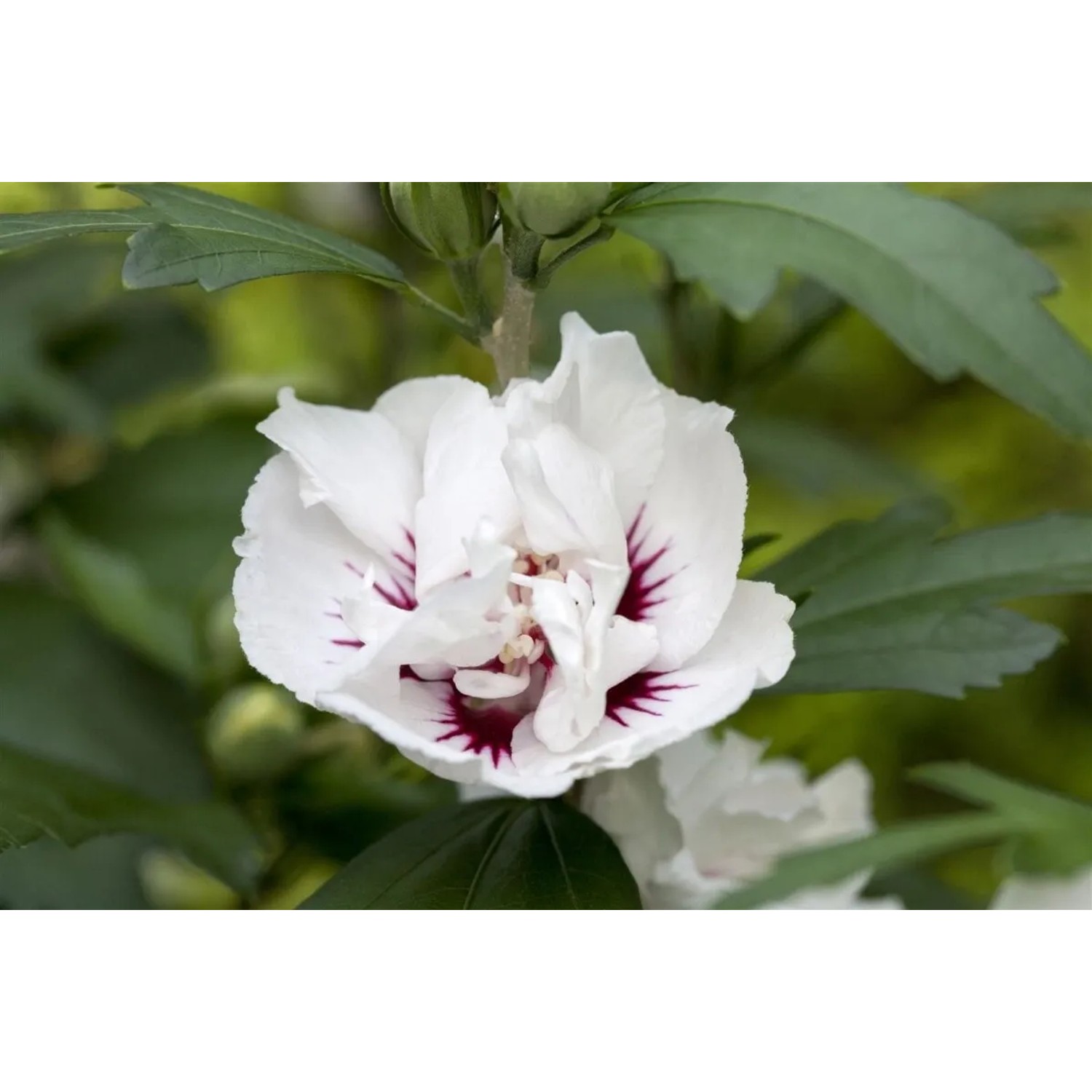 Nahaufnahme einer weißen Hibiscus Syriacus 'Speciosus' Blüte mit dunklem Zentrum.