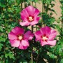Gartenhibiskus 'Silke' mit leuchtend rosa Blüten, 40-60 cm hoch.