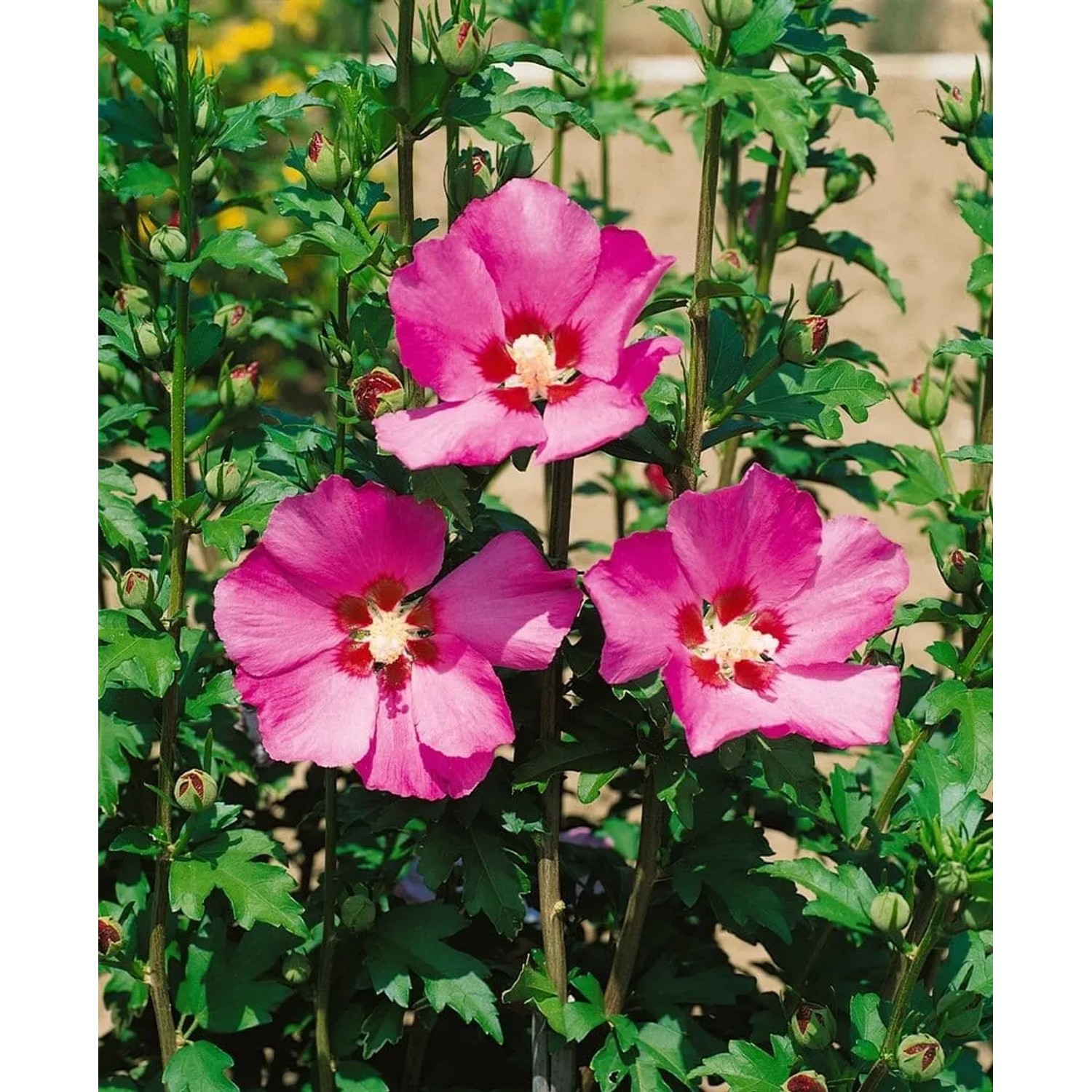 Gartenhibiskus 'Silke' mit leuchtend rosa Blüten, 40-60 cm hoch.