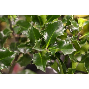 Detailaufnahme der Ilex meserveae 'Blue Angel' Heckenpflanze mit glänzend grünen Blättern.