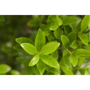 Detailaufnahme der grünen Blätter einer Ilex maximowicziana Heckenpflanze im 9x9 cm Topf.