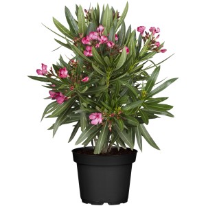 Blühender Oleander im Topf, ca. 40-60 cm hoch, rosa Blüten, Kübelpflanze.