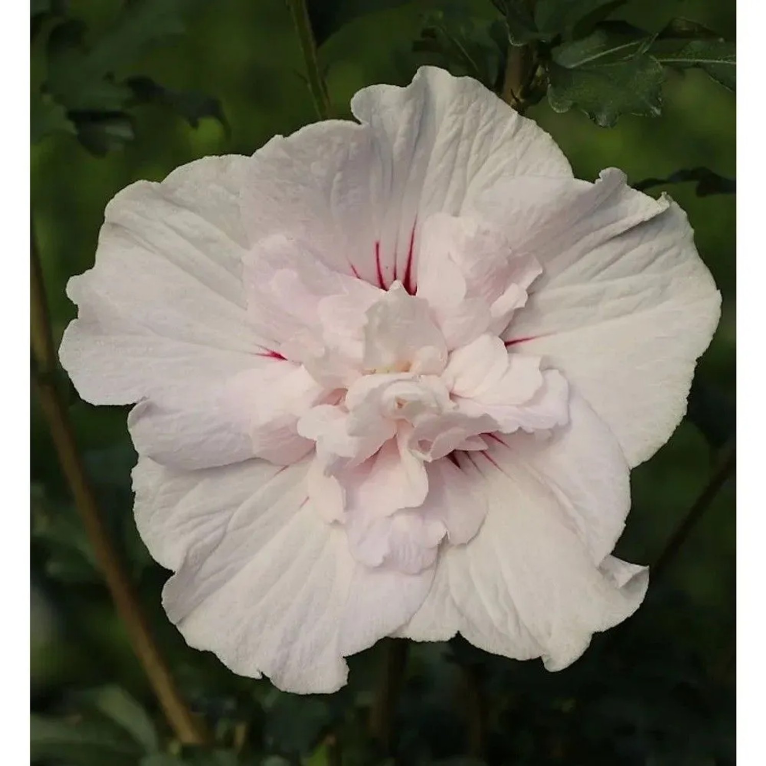 Garteneibisch China Chiffon 60-80cm - Hibiscus