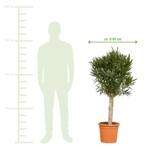 Oleander Stamm XXL Rot, ca. 120-140cm im Topf. Kübelpflanze für Terrasse und Balkon.